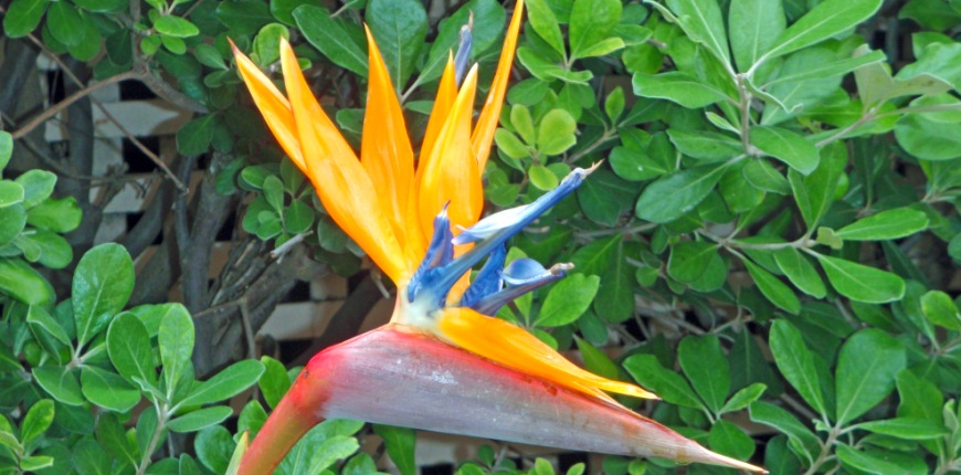 Bird of Paradise