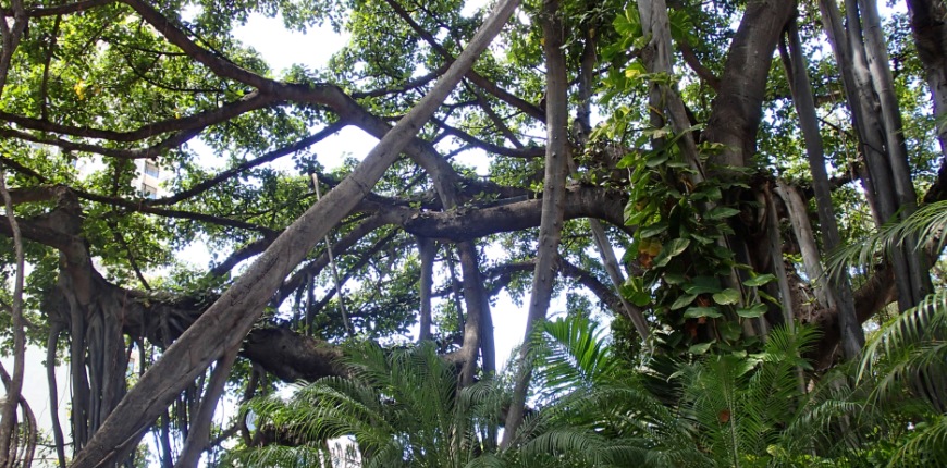 Hawaiian Tree