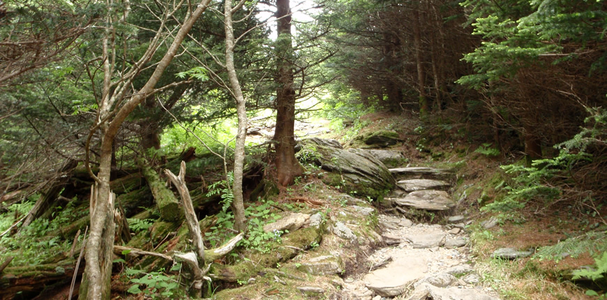 Trees into Path